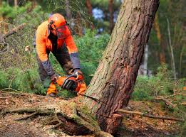 How Our Tree Care Process Works  in  Dublin, TX